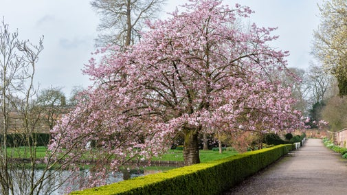 A pink cherry blossom tree in the garden at Erddig next to the fishpond
